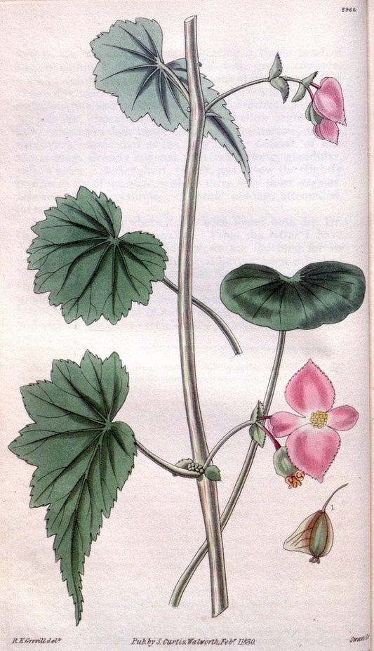 Curtis's botanical magazine. London ;New York [etc.] :Academic Press [etc.]. | Botany Periodicals "Pictorial works"  | Vintage Print Reproduction 454395
