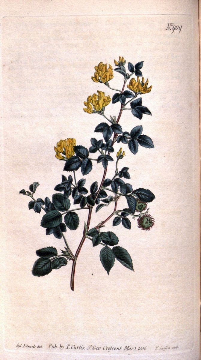 Curtis's botanical magazine. London ;New York [etc.] :Academic Press [etc.]. | Botany Periodicals "Pictorial works"  | Vintage Print Reproduction 454396