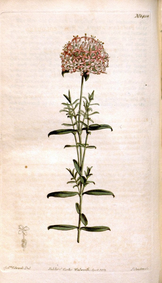 Curtis's botanical magazine. London ;New York [etc.] :Academic Press [etc.]. | Botany Periodicals "Pictorial works"  | Vintage Print Reproduction 454398