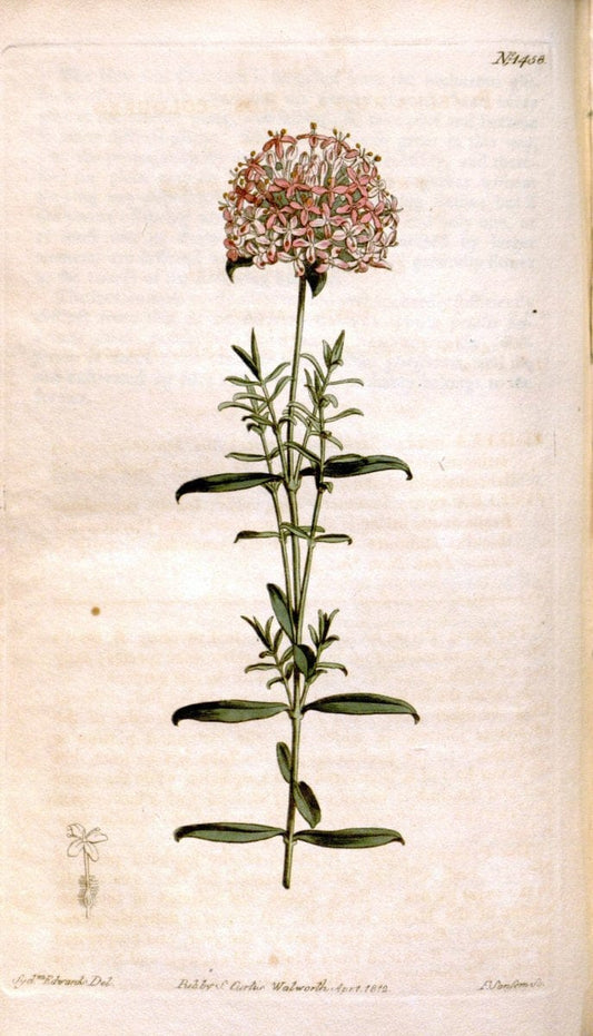 Curtis's botanical magazine. London ;New York [etc.] :Academic Press [etc.]. | Botany Periodicals "Pictorial works"  | Vintage Print Reproduction 454398