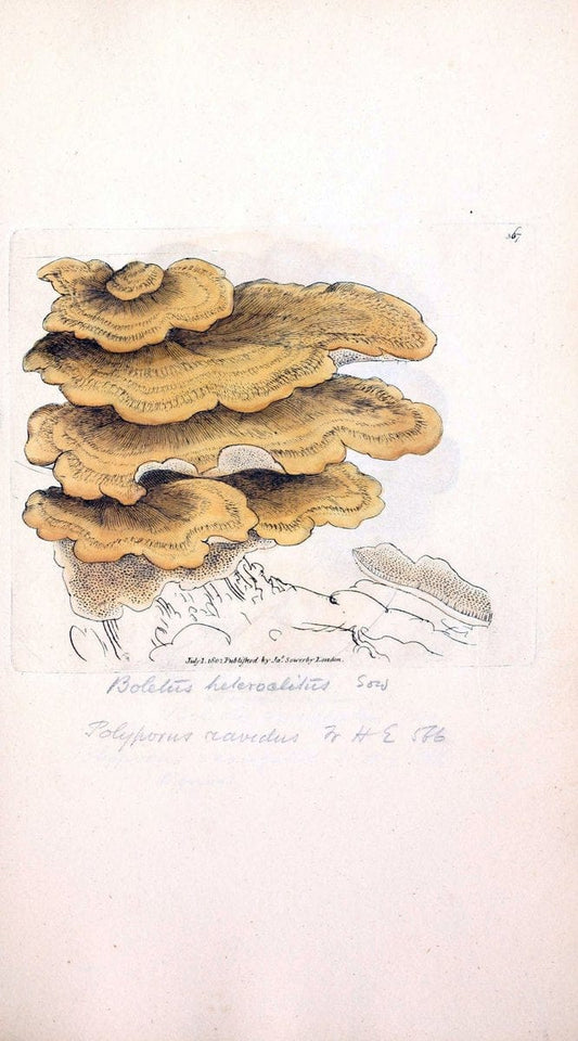 Coloured figures of English fungi or mushrooms. London,Printed by J. Davis,1797-[1809]. | England Mushrooms  | Vintage Print Reproduction 454400