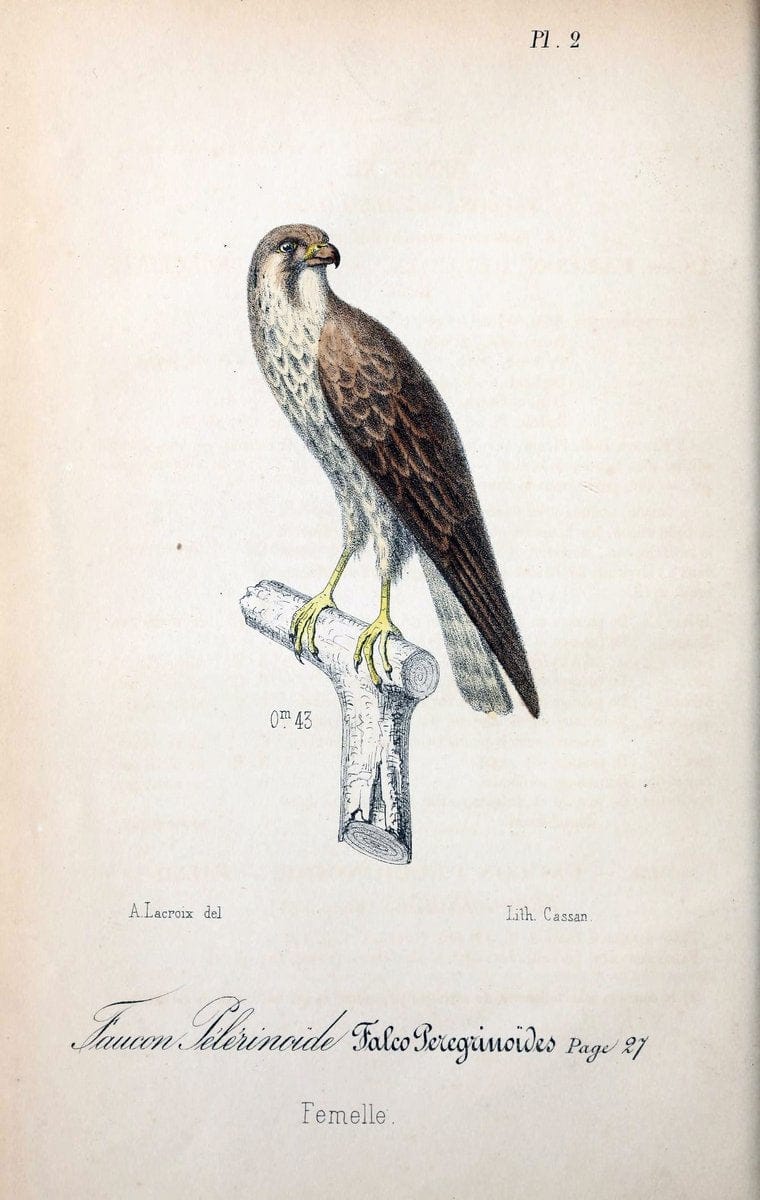 Catalogue raisonnÃ© des oiseaux observÃ©s dans les PyrÃ©nÃ©es franÃ Â§aises et les rÃ©gions limitrophes, . .Paris,BailliÃ¨re,1873-1875.  | "Field Museum Library" | Vintage Print Reproduction 454401