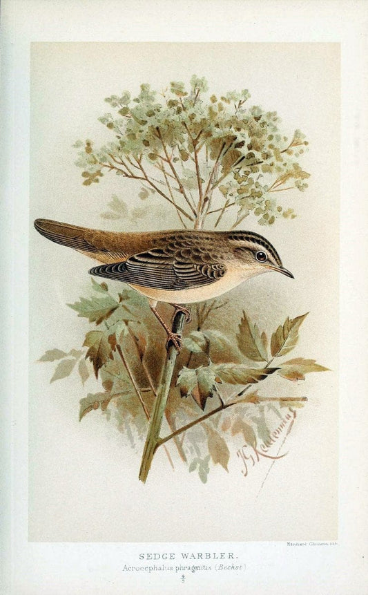 Coloured figures of the birds of the British Islands / issued by Lord Lilford. London :R | 59.82(42) Birds "Great Britain" "Pictorial works"  | Vintage Print Reproduction 454402
