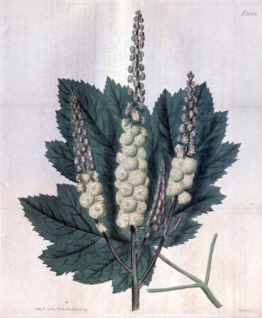 Curtis's botanical magazine. London ; New York [etc.] :Academic Press [etc.]. | "Botanical illustration" Botany Periodicals "Pictorial works" "Plants, Ornamental"  | Vintage Print Reproduction 454405