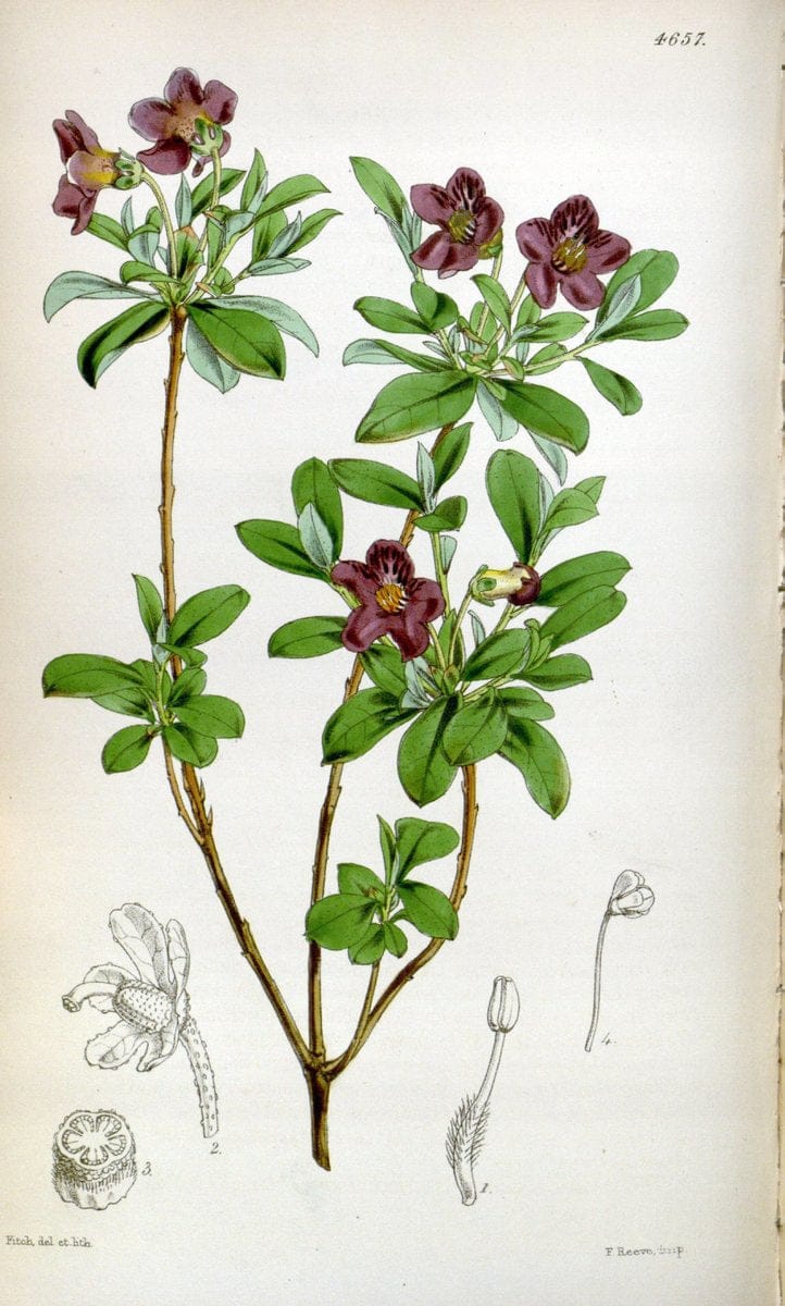 Curtis's botanical magazine. London ; New York [etc.] :Academic Press [etc.]. | "Botanical illustration" Botany Periodicals "Pictorial works" "Plants, Ornamental"  | Vintage Print Reproduction 454406