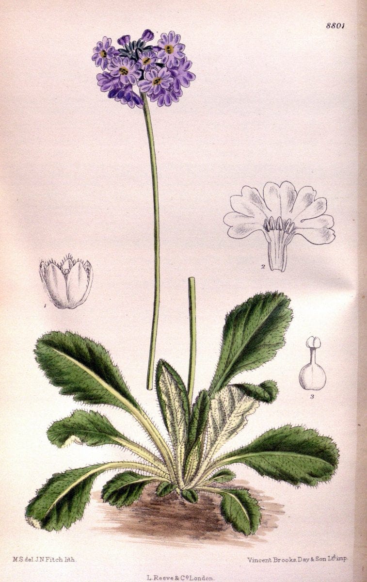 Curtis's botanical magazine. London ; New York [etc.] :Academic Press [etc.]. | "Botanical illustration" Botany Periodicals "Pictorial works" "Plants, Ornamental"  | Vintage Print Reproduction 454407