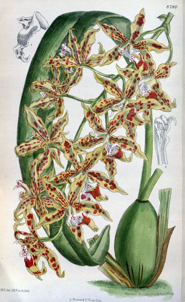 Curtis's botanical magazine. London ; New York [etc.] :Academic Press [etc.]. | "Botanical illustration" Botany Periodicals "Pictorial works" "Plants, Ornamental"  | Vintage Print Reproduction 454408