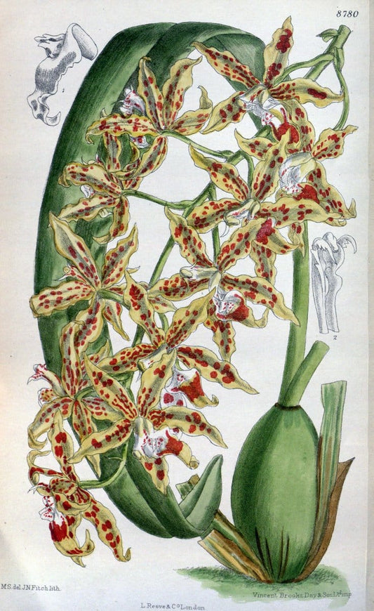 Curtis's botanical magazine. London ; New York [etc.] :Academic Press [etc.]. | "Botanical illustration" Botany Periodicals "Pictorial works" "Plants, Ornamental"  | Vintage Print Reproduction 454408