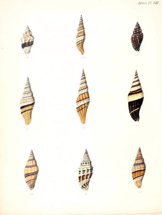 Conchologia iconica, or, Illustrations of the shells of molluscous animals /.London :Reeve, Brothers,1843-1878.  | Mollusks "Pictorial works" Shells | Vintage Print Reproduction 454409