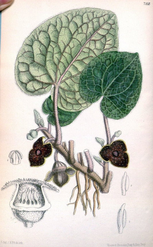 Curtis's botanical magazine. London ; New York [etc.] :Academic Press [etc.]. | "Botanical illustration" Botany Periodicals "Pictorial works" "Plants, Ornamental"  | Vintage Print Reproduction 454410