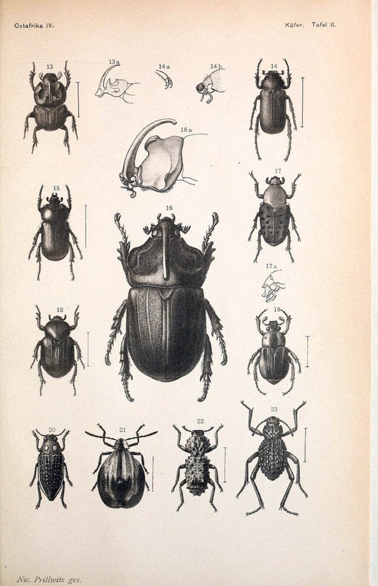 Coleopteren :.Berlin :D. Reimer,1897.  | Africa Beetles Classification "Field Museum Library" | Vintage Print Reproduction 454411