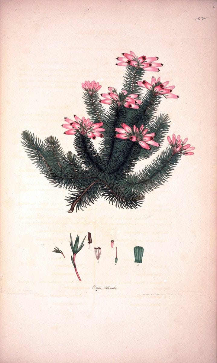Coloured engravings of heaths :.London :Published by the Author. Printed by T. Bensley,1802-09 [1830]. |  | Vintage Print Reproduction 454412