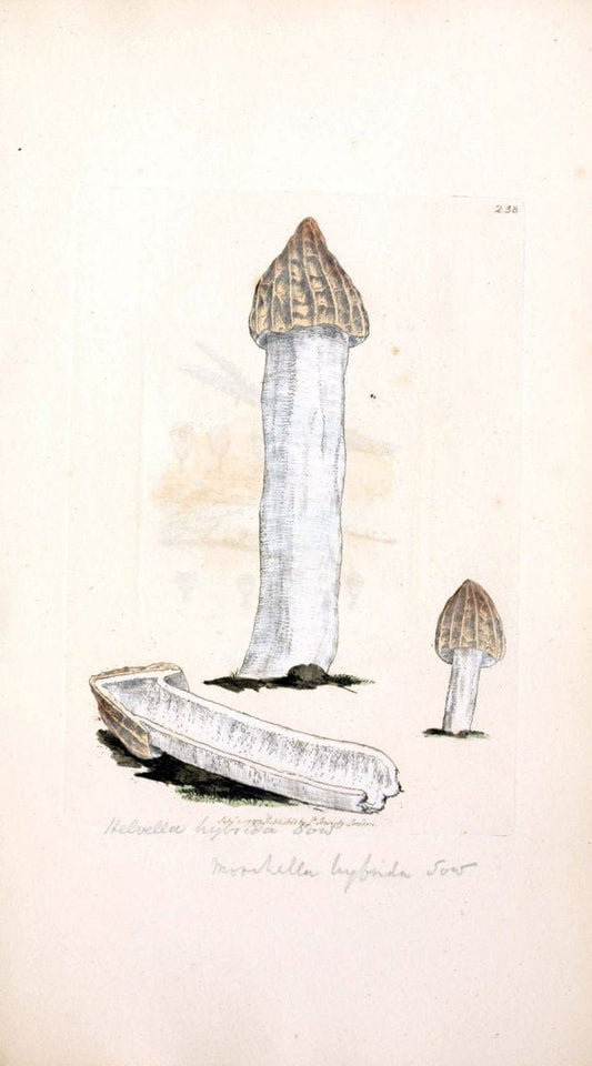 Coloured figures of English fungi or mushrooms. London,Printed by J. Davis,1797-[1809]. | England Mushrooms  | Vintage Print Reproduction 454413