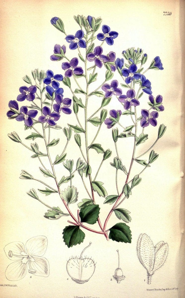 Curtis's botanical magazine. London ; New York [etc.] :Academic Press [etc.]. | "Botanical illustration" Botany Periodicals "Pictorial works" "Plants, Ornamental"  | Vintage Print Reproduction 454414