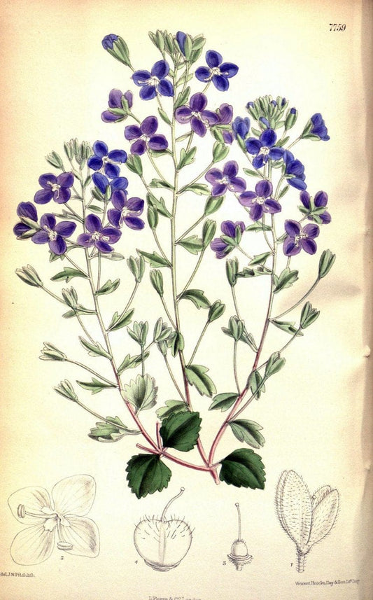 Curtis's botanical magazine. London ; New York [etc.] :Academic Press [etc.]. | "Botanical illustration" Botany Periodicals "Pictorial works" "Plants, Ornamental"  | Vintage Print Reproduction 454414