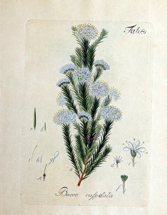 Collectio plantarum tam exoticarum, quam indigenarum, cum delineatione, descriptione cul | Botany | Vintage Print Reproduction 454415