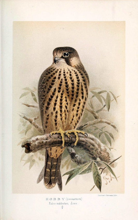Coloured figures of the birds of the British Islands. v.1London :R. H. Porter,1885-1897. | Vintage Print Reproduction 454416