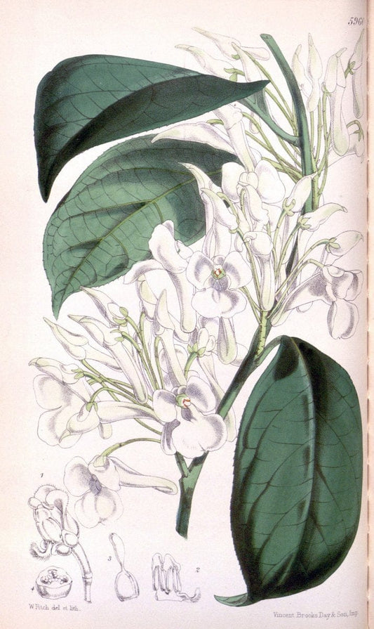Curtis's botanical magazine. London ; New York [etc.] :Academic Press [etc.]. | "Botanical illustration" Botany Periodicals "Pictorial works" "Plants, Ornamental"  | Vintage Print Reproduction 454417