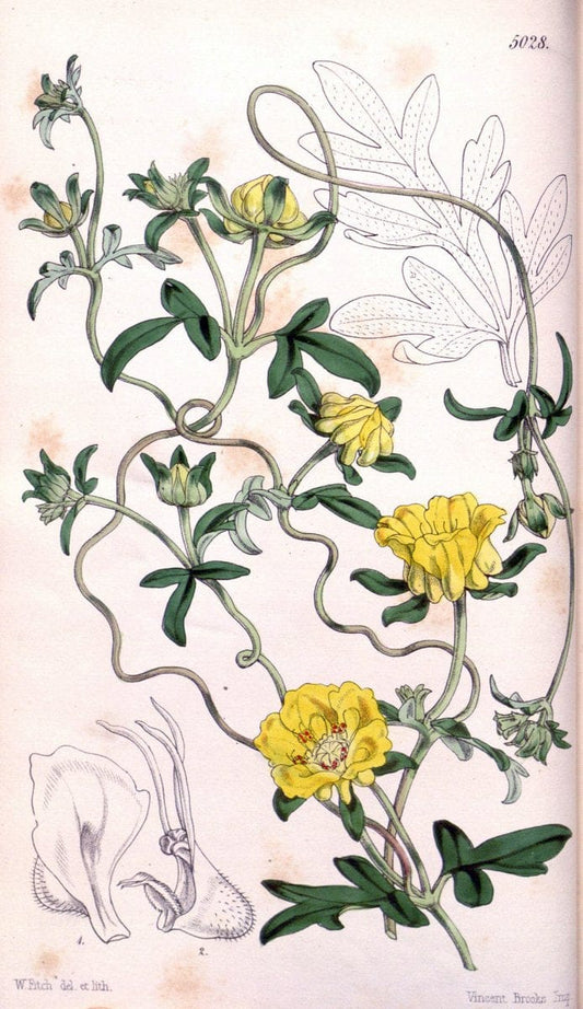 Curtis's botanical magazine. London ; New York [etc.] :Academic Press [etc.]. | "Botanical illustration" Botany Periodicals "Pictorial works" "Plants, Ornamental"  | Vintage Print Reproduction 454418