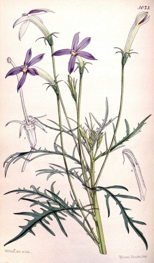Curtis's botanical magazine. London ; New York [etc.] :Academic Press [etc.]. | "Botanical illustration" Botany Periodicals "Pictorial works" "Plants, Ornamental"  | Vintage Print Reproduction 454420