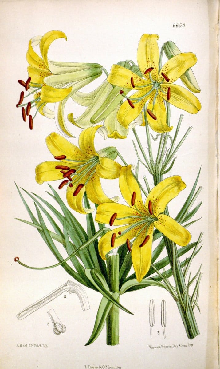 Curtis's botanical magazine. London ; New York [etc.] :Academic Press [etc.]. | "Botanical illustration" Botany Periodicals "Pictorial works" "Plants, Ornamental"  | Vintage Print Reproduction 454421
