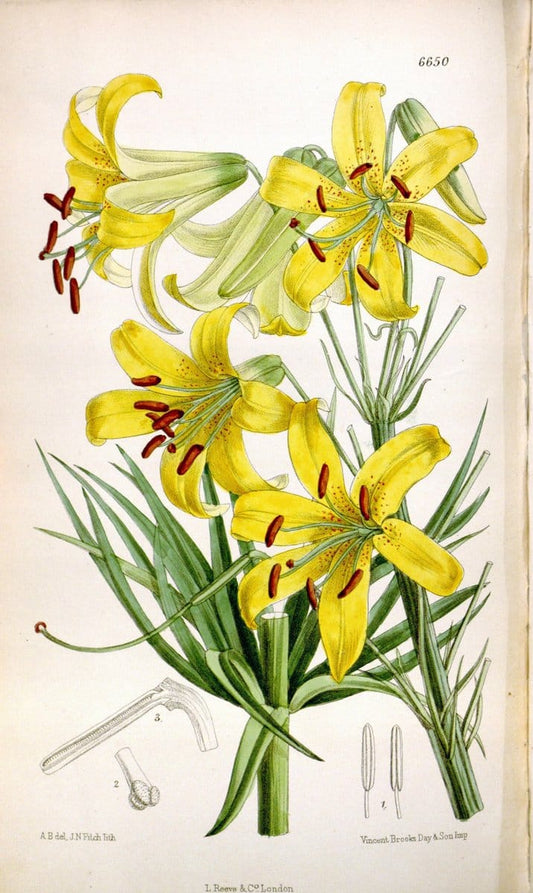 Curtis's botanical magazine. London ; New York [etc.] :Academic Press [etc.]. | "Botanical illustration" Botany Periodicals "Pictorial works" "Plants, Ornamental"  | Vintage Print Reproduction 454421