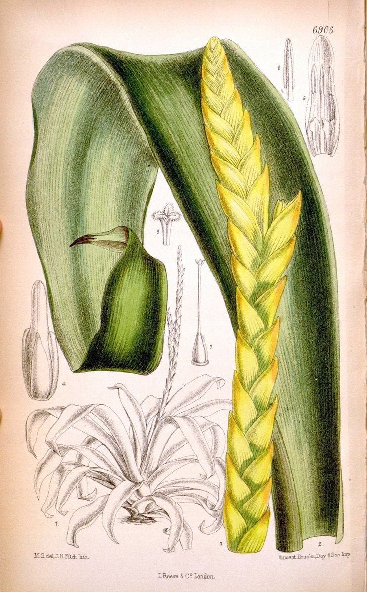 Curtis's botanical magazine. London ; New York [etc.] :Academic Press [etc.]. | "Botanical illustration" Botany Periodicals "Pictorial works" "Plants, Ornamental"  | Vintage Print Reproduction 454423