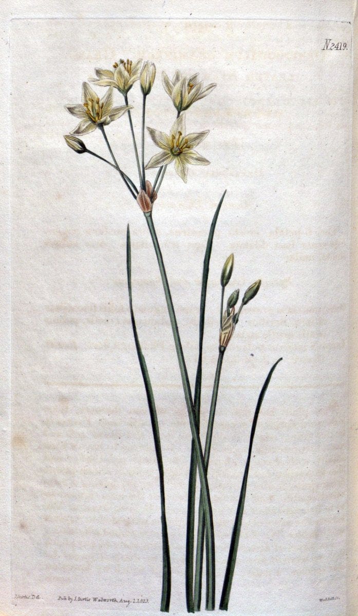 Curtis's botanical magazine. London ; New York [etc.] :Academic Press [etc.]. | "Botanical illustration" Botany Periodicals "Pictorial works" "Plants, Ornamental"  | Vintage Print Reproduction 454425