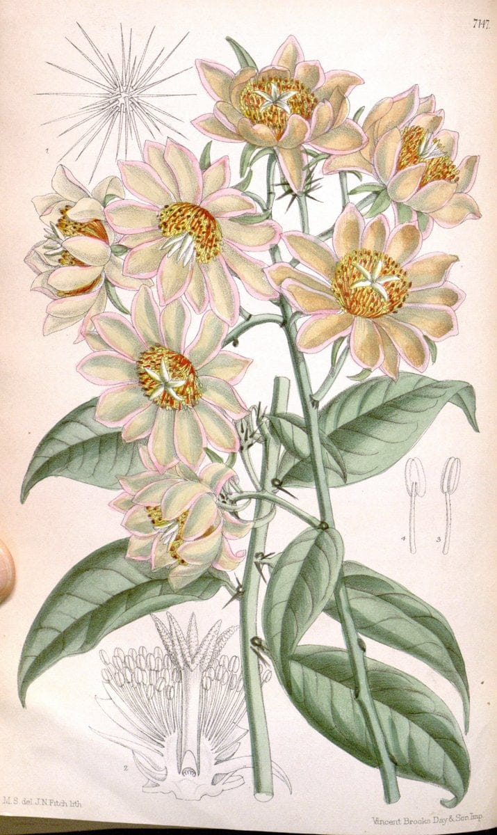Curtis's botanical magazine. London ; New York [etc.] :Academic Press [etc.]. | "Botanical illustration" Botany Periodicals "Pictorial works" "Plants, Ornamental"  | Vintage Print Reproduction 454426