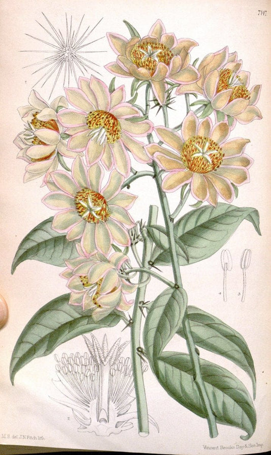 Curtis's botanical magazine. London ; New York [etc.] :Academic Press [etc.]. | "Botanical illustration" Botany Periodicals "Pictorial works" "Plants, Ornamental"  | Vintage Print Reproduction 454426