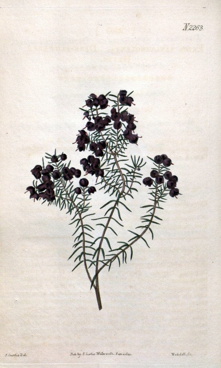 Curtis's botanical magazine. London ; New York [etc.] :Academic Press [etc.]. | "Botanical illustration" Botany Periodicals "Pictorial works" "Plants, Ornamental"  | Vintage Print Reproduction 454427