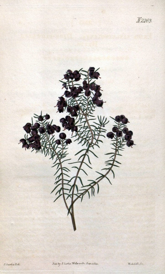 Curtis's botanical magazine. London ; New York [etc.] :Academic Press [etc.]. | "Botanical illustration" Botany Periodicals "Pictorial works" "Plants, Ornamental"  | Vintage Print Reproduction 454427