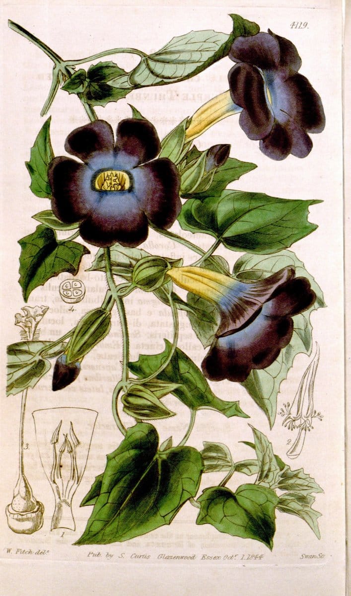 Curtis's botanical magazine. London ; New York [etc.] :Academic Press [etc.]. | "Botanical illustration" Botany Periodicals "Pictorial works" "Plants, Ornamental"  | Vintage Print Reproduction 454428