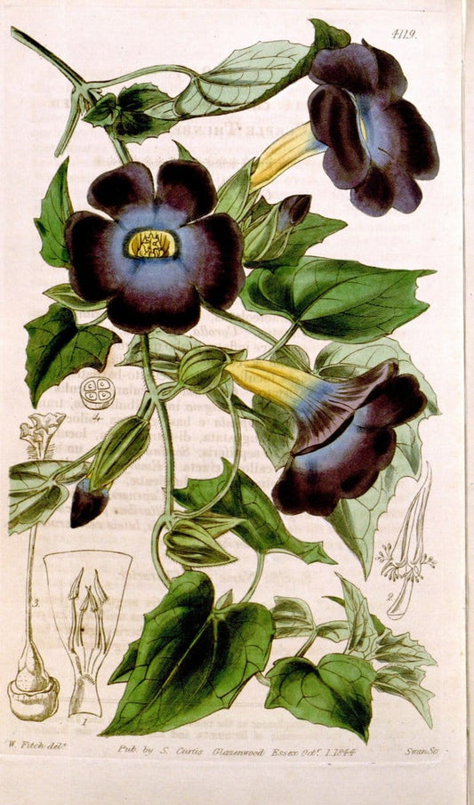 Curtis's botanical magazine. London ; New York [etc.] :Academic Press [etc.]. | "Botanical illustration" Botany Periodicals "Pictorial works" "Plants, Ornamental"  | Vintage Print Reproduction 454428