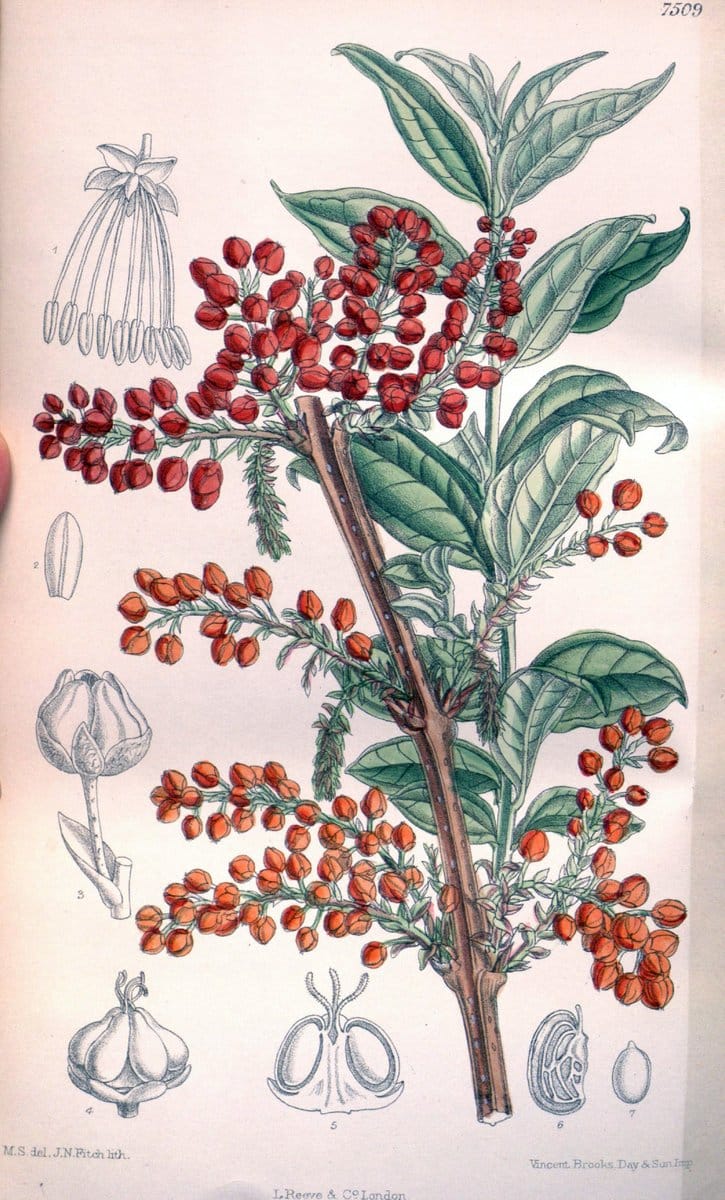 Curtis's botanical magazine. London ; New York [etc.] :Academic Press [etc.]. | "Botanical illustration" Botany Periodicals "Pictorial works" "Plants, Ornamental"  | Vintage Print Reproduction 454429