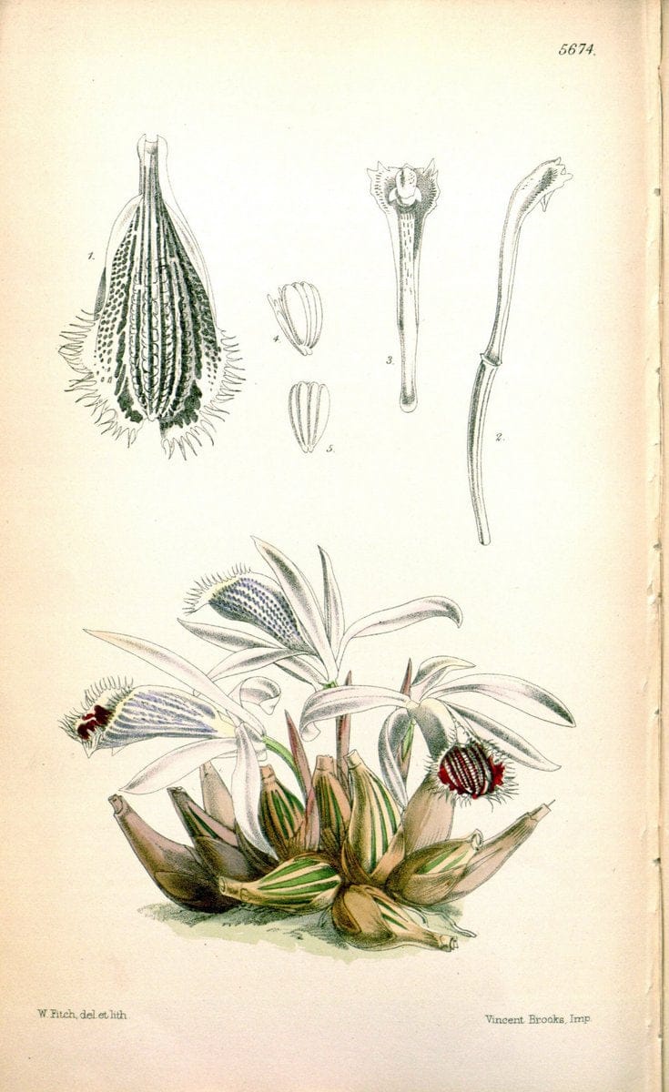 Curtis's botanical magazine. London ; New York [etc.] :Academic Press [etc.]. | "Botanical illustration" Botany Periodicals "Pictorial works" "Plants, Ornamental"  | Vintage Print Reproduction 454430