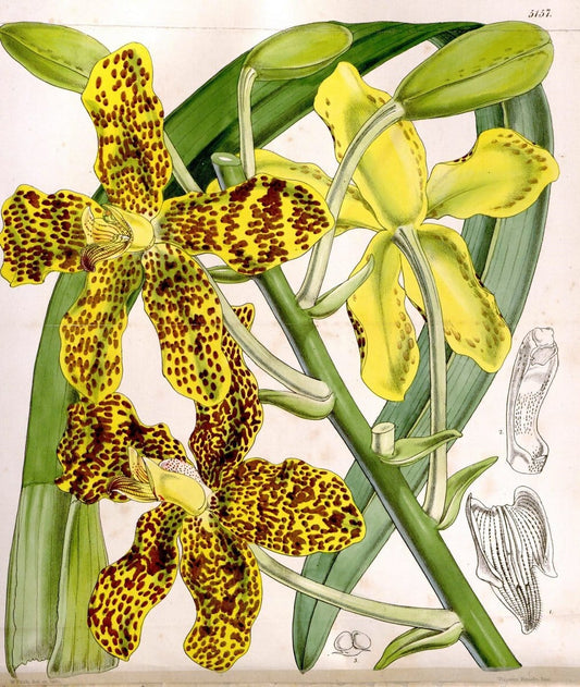 Curtis's botanical magazine. London ;New York [etc.] :Academic Press [etc.]. | Botany Periodicals "Pictorial works"  | Vintage Print Reproduction 454431