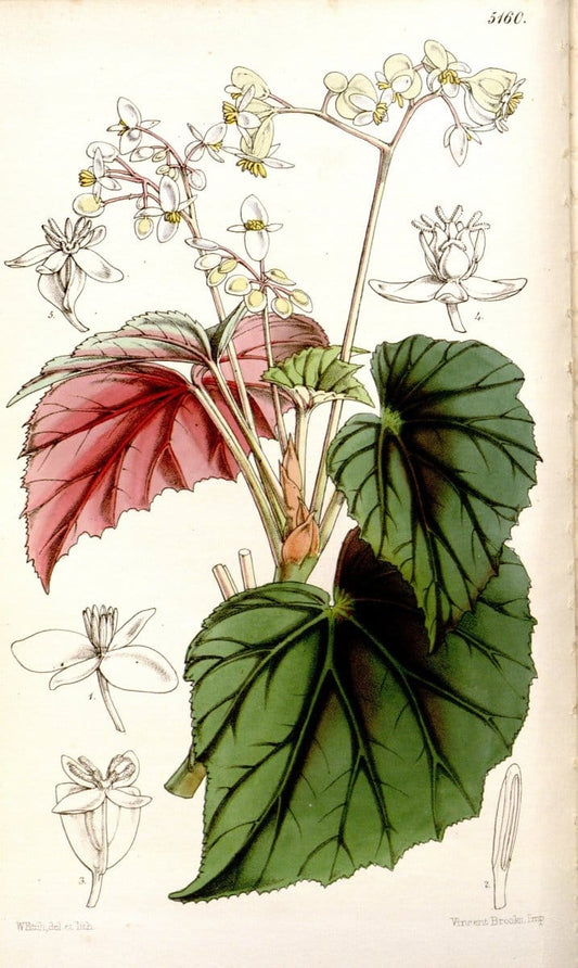 Curtis's botanical magazine. London ;New York [etc.] :Academic Press [etc.]. | Botany Periodicals "Pictorial works"  | Vintage Print Reproduction 454433