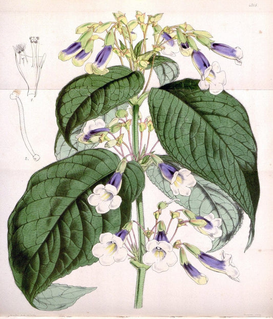 Curtis's botanical magazine. London ; New York [etc.] :Academic Press [etc.]. | "Botanical illustration" Botany Periodicals "Pictorial works" "Plants, Ornamental"  | Vintage Print Reproduction 454434