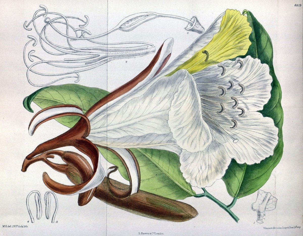 Curtis's botanical magazine. London ; New York [etc.] :Academic Press [etc.]. | "Botanical illustration" Botany Periodicals "Pictorial works" "Plants, Ornamental"  | Vintage Print Reproduction 454435