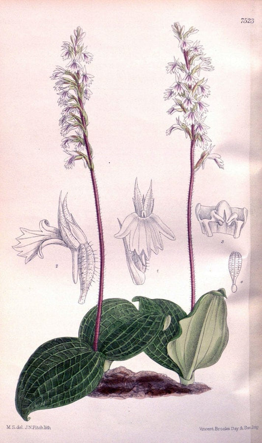 Curtis's botanical magazine. London ; New York [etc.] :Academic Press [etc.]. | "Botanical illustration" Botany Periodicals "Pictorial works" "Plants, Ornamental"  | Vintage Print Reproduction 454436