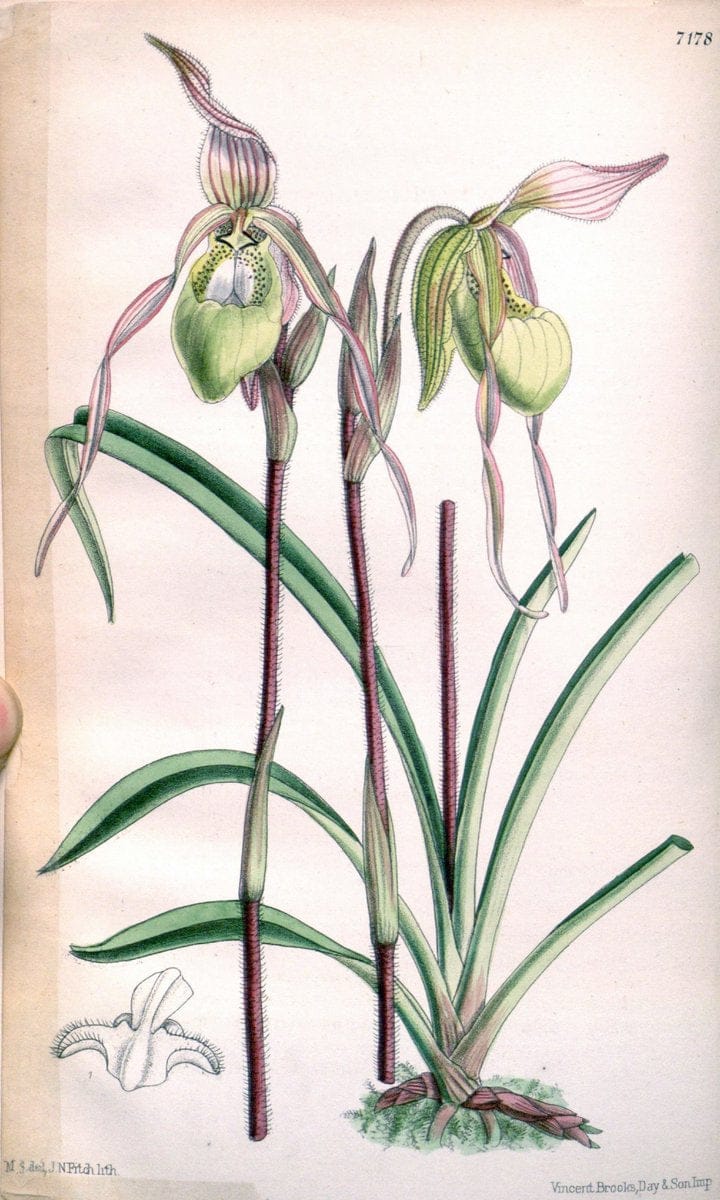 Curtis's botanical magazine. London ; New York [etc.] :Academic Press [etc.]. | "Botanical illustration" Botany Periodicals "Pictorial works" "Plants, Ornamental"  | Vintage Print Reproduction 454438