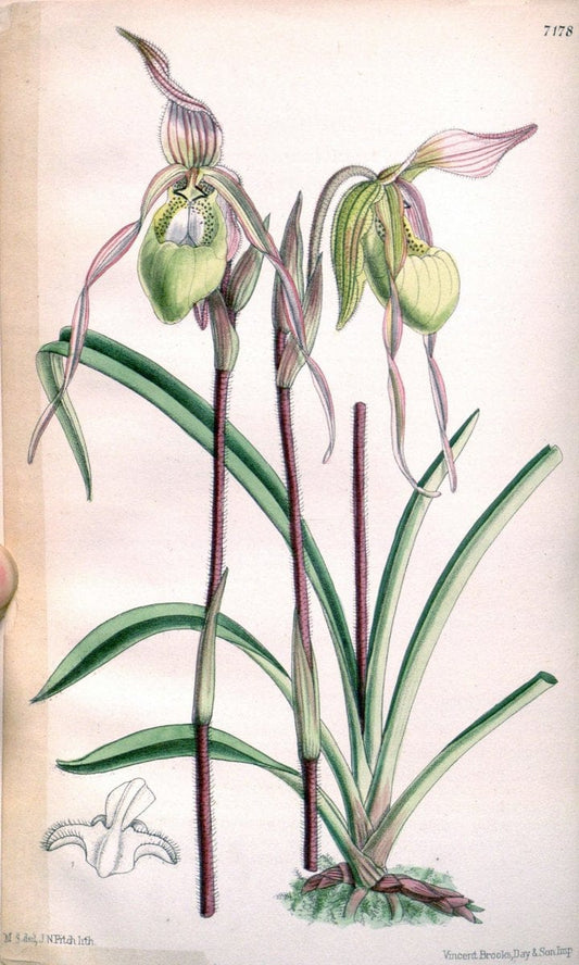 Curtis's botanical magazine. London ; New York [etc.] :Academic Press [etc.]. | "Botanical illustration" Botany Periodicals "Pictorial works" "Plants, Ornamental"  | Vintage Print Reproduction 454438