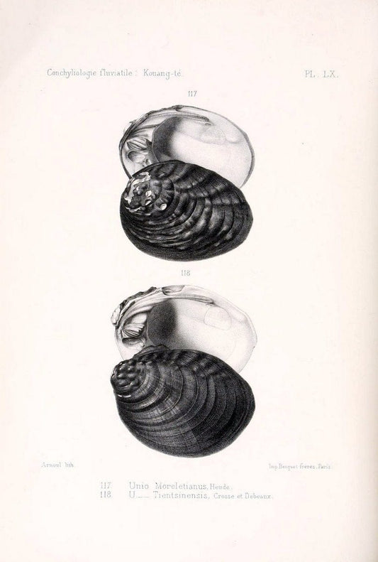 Conchyliologie fluviatile de la province de Nanking et de la Chine centrale /.Paris :Savy,[1875-1885]. | China Mollusks "Nanjing (Jiangsu Sheng)"  | Vintage Print Reproduction 454440