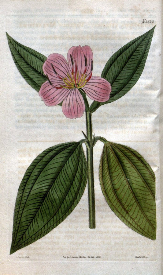 Curtis's botanical magazine. London ; New York [etc.] :Academic Press [etc.]. | "Botanical illustration" Botany Periodicals "Pictorial works" "Plants, Ornamental"  | Vintage Print Reproduction 454441