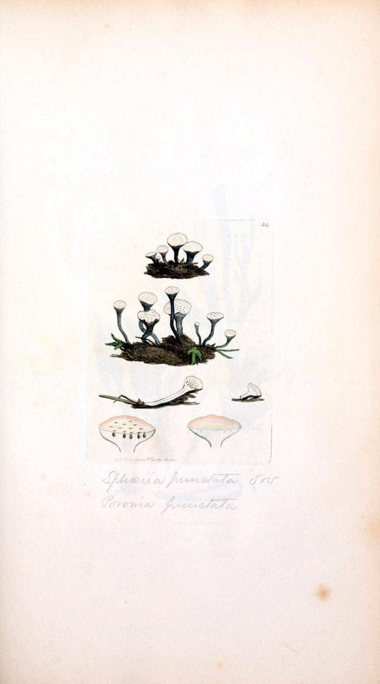 Coloured figures of English fungi or mushrooms. London,Printed by J. Davis,1797-[1809]. | England Mushrooms  | Vintage Print Reproduction 454442