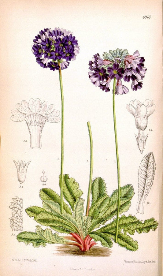 Curtis's botanical magazine. London ; New York [etc.] :Academic Press [etc.]. | "Botanical illustration" Botany Periodicals "Pictorial works" "Plants, Ornamental"  | Vintage Print Reproduction 454443