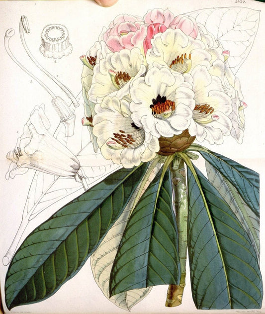 Curtis's botanical magazine. London ; New York [etc.] :Academic Press [etc.]. | "Botanical illustration" Botany Periodicals "Pictorial works" "Plants, Ornamental"  | Vintage Print Reproduction 454444