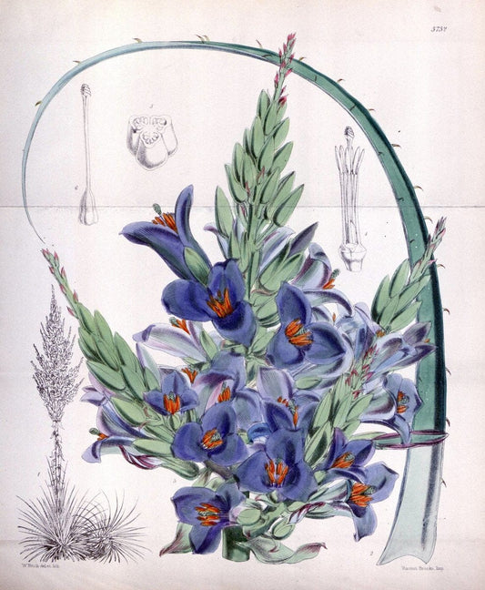 Curtis's botanical magazine. London ; New York [etc.] :Academic Press [etc.]. | "Botanical illustration" Botany Periodicals "Pictorial works" "Plants, Ornamental"  | Vintage Print Reproduction 454445