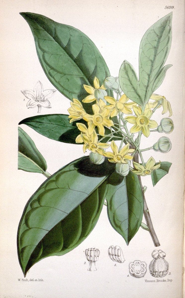 Curtis's botanical magazine. London ; New York [etc.] :Academic Press [etc.]. | "Botanical illustration" Botany Periodicals "Pictorial works" "Plants, Ornamental"  | Vintage Print Reproduction 454446